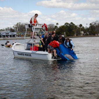 Manatee Rehabilitation: From Rescue to Release 2