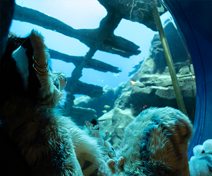 FWA Takeover at Georgia Aquarium 5