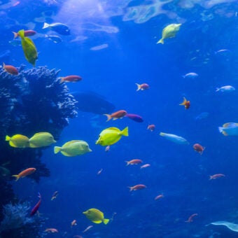 What’s New in 2026 at Georgia Aquarium