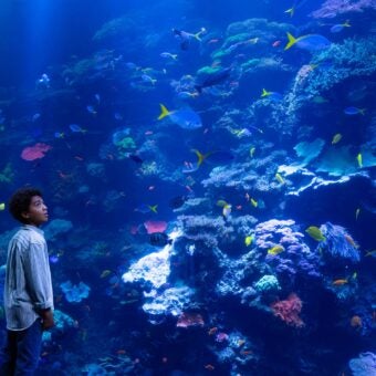 Get the Most from Your Georgia Aquarium Membership