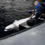 Listening to the Ocean: Meet Dr. Paige Stevens-Sánchez, the Scientist Studying How Ocean Noise Shapes Animal Behavior 2