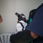 Meet the Species: African Penguins