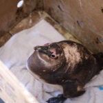 Meet the Species: African Penguins 10