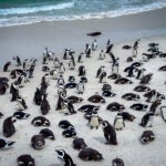 Meet the Species: African Penguins 11