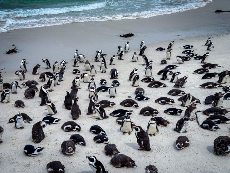 Meet the Species: African Penguins 11