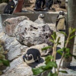 Meet the Species: African Penguins 12