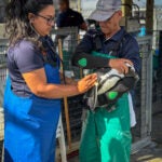 Meet the Species: African Penguins 13