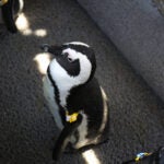 Meet the Species: African Penguins 14