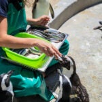 Meet the Species: African Penguins 2