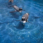Meet the Species: African Penguins 3