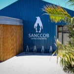 Meet the Species: African Penguins 4