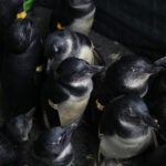 Meet the Species: African Penguins 5