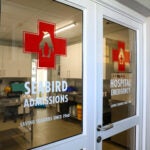 Meet the Species: African Penguins 6