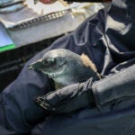 Meet the Species: African Penguins 7