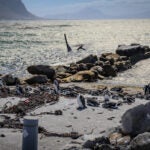 Meet the Species: African Penguins 8