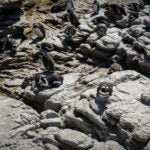 Meet the Species: African Penguins 9