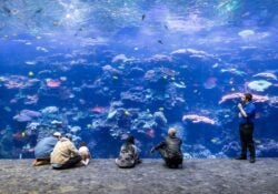 visitors sitting in front of habitat listening to narration