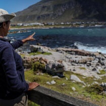 On the Front Lines for Penguins: Inside SANCCOB’s Seabird Ranger Program