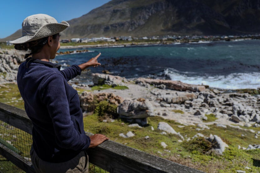 On the Front Lines for Penguins: Inside SANCCOB’s Seabird Ranger Program