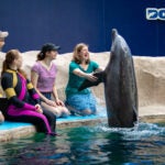 Top 5 Reasons to Get a Georgia Aquarium Membership 10