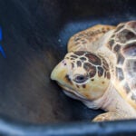 Top 5 Reasons to Get a Georgia Aquarium Membership 14