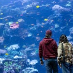 Top 5 Reasons to Get a Georgia Aquarium Membership 7