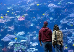 Top 5 Reasons to Get a Georgia Aquarium Membership 7