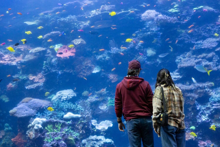 Top 5 Reasons to Get a Georgia Aquarium Membership 7