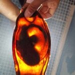 StAR Project: From Egg to Ocean 3