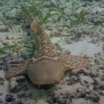 StAR Project: From Egg to Ocean 4