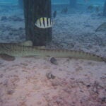 StAR Project: From Egg to Ocean 5