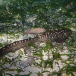 StAR Project: From Egg to Ocean 6