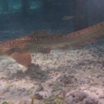 StAR Project: From Egg to Ocean 7