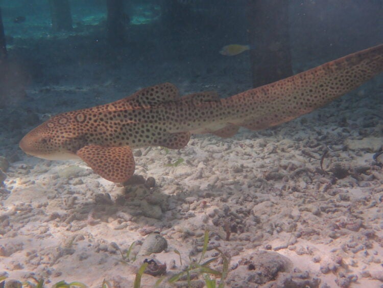 StAR Project: From Egg to Ocean 7