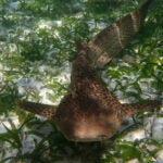 StAR Project: From Egg to Ocean 8