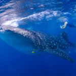 Refining Whale Shark Tagging Methods Through Global Collaboration