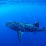 Refining Whale Shark Tagging Methods Through Global Collaboration 1