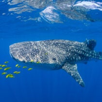 Refining Whale Shark Tagging Methods Through Global Collaboration 2