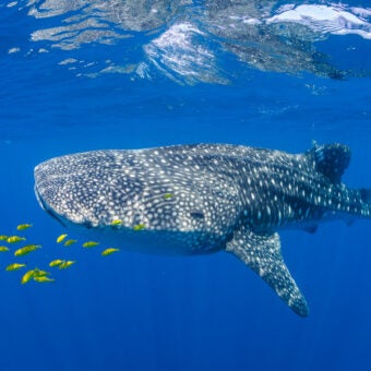 Refining Whale Shark Tagging Methods Through Global Collaboration