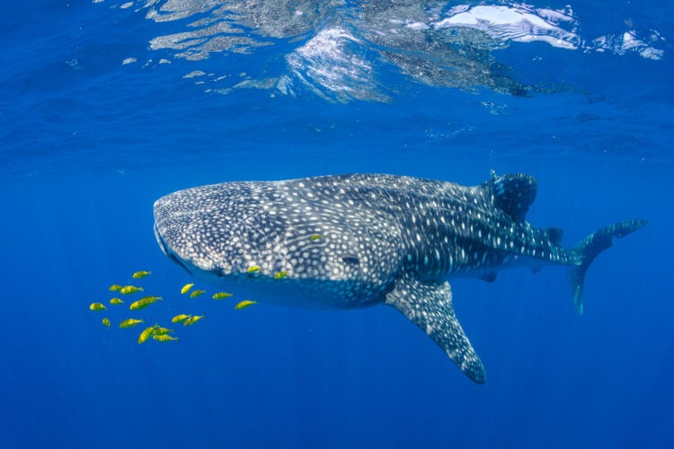 Refining Whale Shark Tagging Methods Through Global Collaboration 2