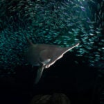Update Your Wallpaper / Background with Georgia Aquarium 11