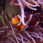 Update Your Wallpaper / Background with Georgia Aquarium 14