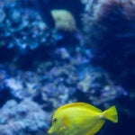 Update Your Wallpaper / Background with Georgia Aquarium 15