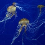 Update Your Wallpaper / Background with Georgia Aquarium 16