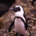Update Your Wallpaper / Background with Georgia Aquarium 18