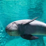 Update Your Wallpaper / Background with Georgia Aquarium 19