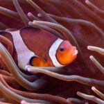 Update Your Wallpaper / Background with Georgia Aquarium 2
