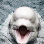 Update Your Wallpaper / Background with Georgia Aquarium 20