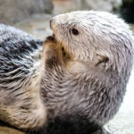 Update Your Wallpaper / Background with Georgia Aquarium 22