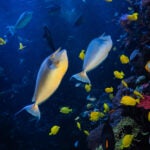 Update Your Wallpaper / Background with Georgia Aquarium 24